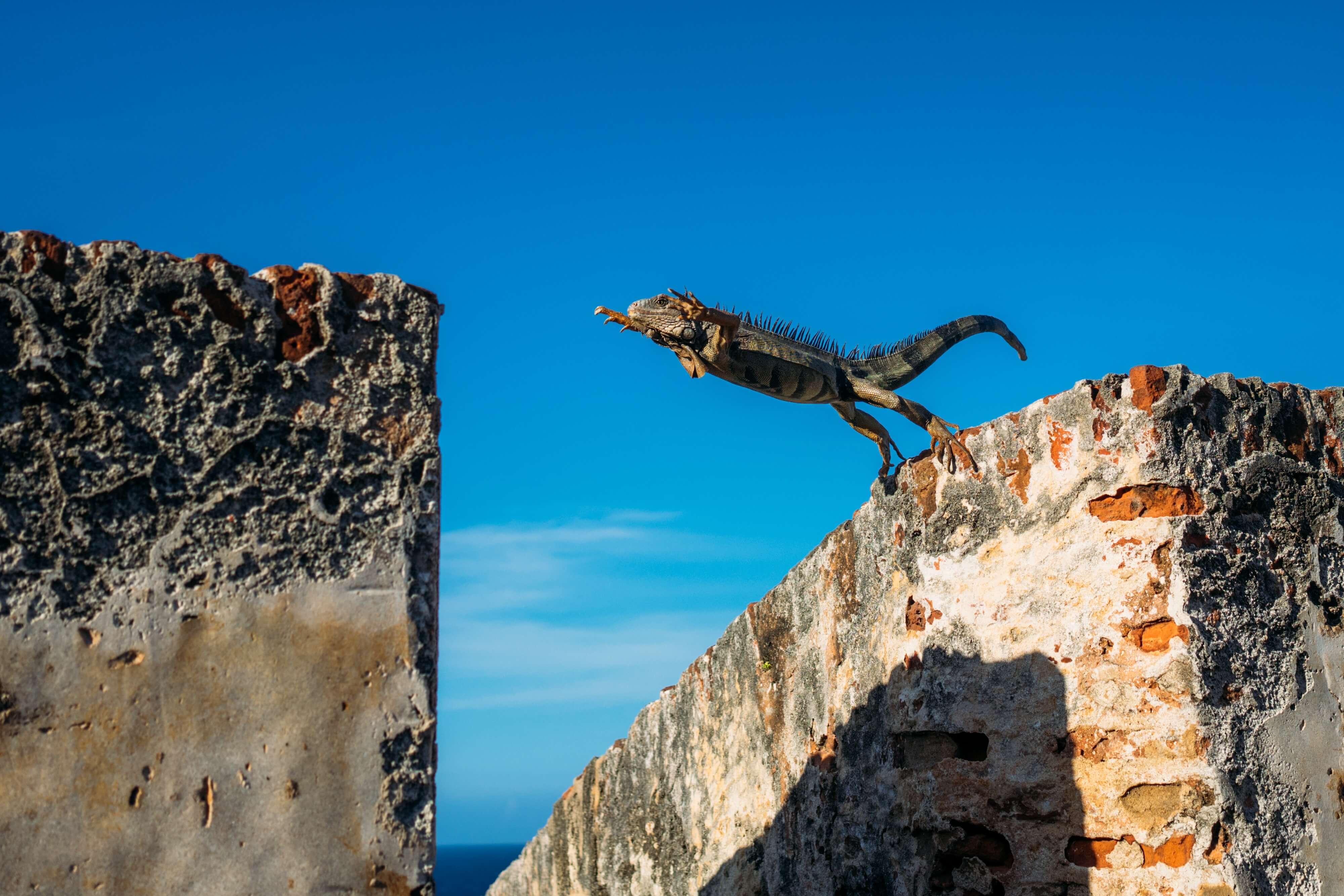 Financial Glass - Iguana Jumping Across building - crossing the chasm